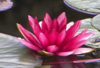 /album/foto-tsvetochnyj-mir/svadba-oli-i-andreya-193-jpg/